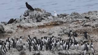 Common Murres on a sea stack near Newport, OR