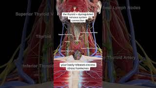 the thryroid-dyregulated nervous system connection...