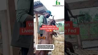 Livestock Feed Solution for all farmers this season #semanhyiafarms #farminginafrica