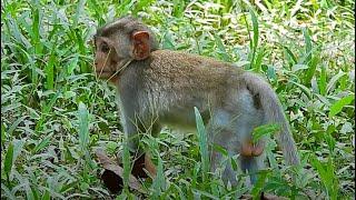 Monkey Julina Fully Abandoned Baby Jasper? | Real Primate