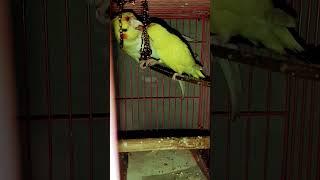 lovely dovely#funny #cockatiel #budgies  #comedy #funnyvideo #happy #satisfying