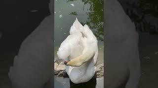 白天鹅是纯洁无瑕至高无尚的爱情象征.    White swan is a symbol of pure and supreme love.