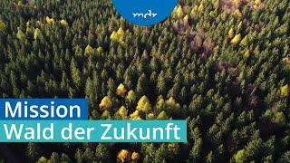 Waldumbau – Auf welche Baumarten die Forstwirte setzen | Umschau | MDR