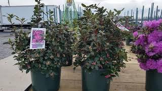 Rhododendron 'Olga Mezit' // Fabulous (Easy to Grow) Color