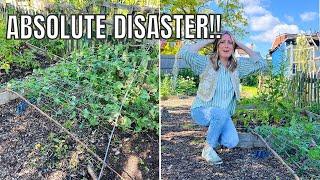 ABSOLUTE DISASTER FOR THE PEAS! / ALLOTMENT GARDENING FOR BEGINNERS