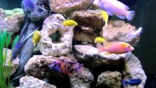 75 Gallon - Mixed African Cichlid Tank Preview