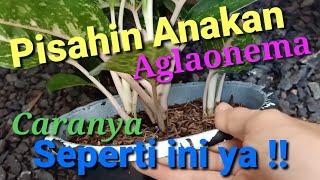 CARA PISAH ANAKAN AGLAONEMA (Pasti Berhasil)