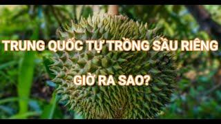 Tham vọng sầu riêng của Trung Quốc: 'Quả đắng' ngay mùa đầu tiên