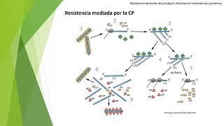 Estrategias de resistencia a enfermedades virales (Parte 1)