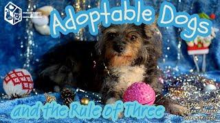 Adoptable Dogs and the Rule of Three