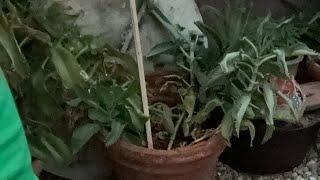 Mis plantas Necesitan de Mi yo de Ellas parte 2 las plantas nos dan vida #garden #home #viral