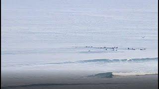 Shark at Lower Trestles Saturday 5-16-2020 #shark #lowers #surf