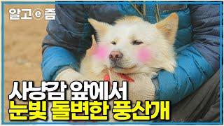 근데 할아버지 앞에서는 순둥순둥한 귀요미️ 자기가 왜 사냥개인지 몸소 보여주는 풍산개｜아주 각별한 기행｜알고e즘