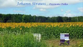 Johann Strauss:  Pizzicato Polka