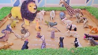 Snug in the Jungle: Learning About Carnivores, Herbivores and Omnivores Animals