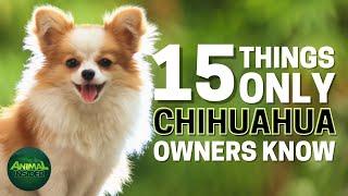 15 Things Only Chihuahua Dog Owners Understand