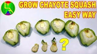 How to grow chayote squash at home easily
