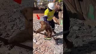 Construction Workers Save Sloth  (@v4m2maje)