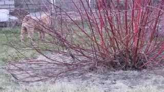 Germiona Volshebnitsa Iz Svetlih Vod. Female (01.11.13 )