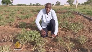 20391 Bibliothek agriculture Al Jazeera Rare insect devastates Nigeria’s tomato farms