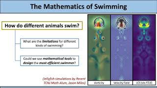 The Mathematics of Swimming