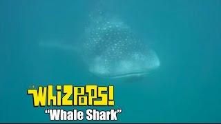 Whale Shark song by The Whizpops