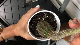 How to Fix an Etiolated Cactus with Plant Surgery