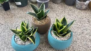 Sansevieria trifasciata "Compact Black Gold Snake Plant" or "Compact Bird's Nest Sansevieria"