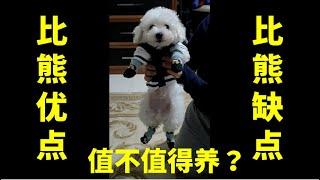 比熊犬缺点，优点亲身体验，全比较。比熊犬值不值得养？