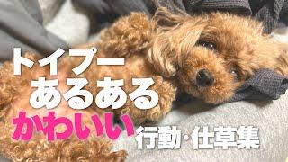 トイプードルあるある　かわいい行動・仕草集　　　　　　　　飼い主と愛犬にありがちな行動　【犬あるある】