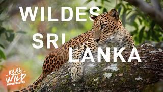 Atemberaubende Tierwelt auf Sri Lanka | Full HD Doku | Real Wild Deutschland