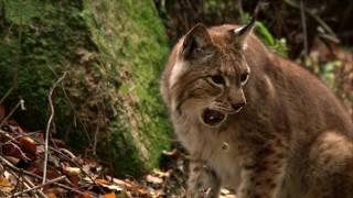 Sielmanns heimische Tiere - Der Luchs