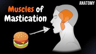 Muscles of Mastication (Origin, Insertion, Function) | Anatomy