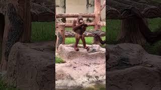 Monkey Core..