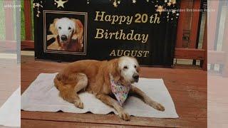 Mayor Jacobs congratulates world's oldest golden retriever on her 20th birthday in TN