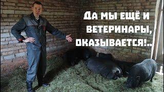 Находим серебро , обновляем хозяйство и проводим хирургические операции!