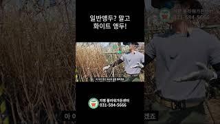 화이트 앵두 들어보셨나요?