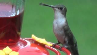 Hummingbird startled by storm 7-18-15