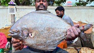 KASIMEDU  SPEED SELVAM | BIG BLACK POMFRET FISH CUTTING | IN KASIMEDU | HD VIDEO | FF CUTTING 