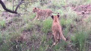 Young lionesses roaming the Savannah 