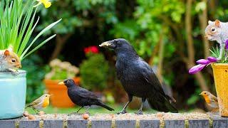  CAT TV 24/7 NO ADS ️ Spring Birds & Squirrels Find a Food Stash ️ Cat sensory videos 4K HDR