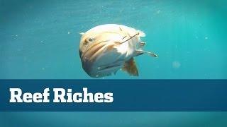 Shallow Water Reef Fishing - Florida Sport Fishing TV - Great Family Fun Fishing Lots Of Tips