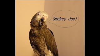 50mins of noise from Smokey the Timneh African Grey Parrot! Squarks, Whistles, Talking, Mimicry