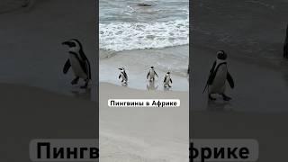 Пингвины в жаркой Африке ? Да это возможно