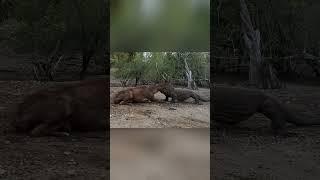 Komodo Dragon Prey On Big Deer