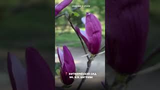 Цветение магнолии #крым #веснавкрыму #отдыхвкрыму #путешествиепороссии