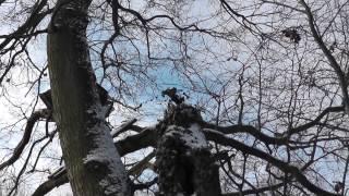 Der Besuch beim alten Kletterbaum... - Kinder bauen verstecke / Buden (Privat History)