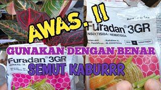 Cara menggunakan furadan dan manfaatnya pada aglaonema dan tanaman hias yang lainnya. Mengusir semut