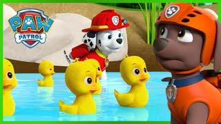 Marshall Saves the Duck Pond - PAW Patrol UK - Cartoons for Kids