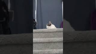 Frosty the cat chilling on top of the stairs